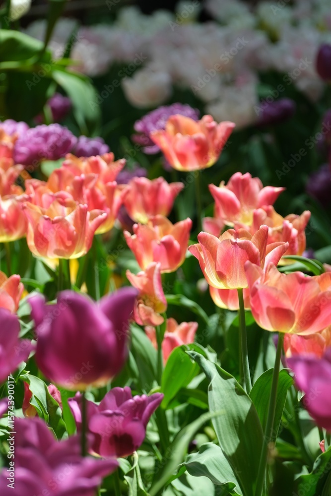 Vibrant tulips in full bloom under sunlight. Vibrant tulips in full bloom under sunlight.