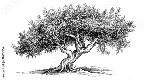 Vintage Olive Tree Engraving in Woodcut Style for Professional Use