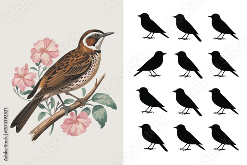 Illustration RussetNaped Thrush Bird on Branch with Pink Flowers and Bird Silhouettes