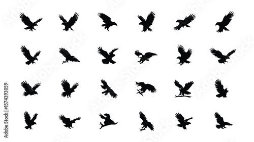 Silhouetted Eagles in Flight Collection of TwentyFour Unique Poses Against a White Background. Graphics