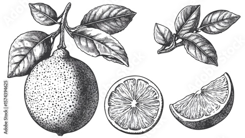 Vintage Woodcut Citrus Fruits with Leaves - Fresh and Vibrant Slice of Nature