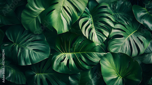 Wallpaper Mural Close-up of vibrant green Monstera leaves. Tropical foliage background. Torontodigital.ca