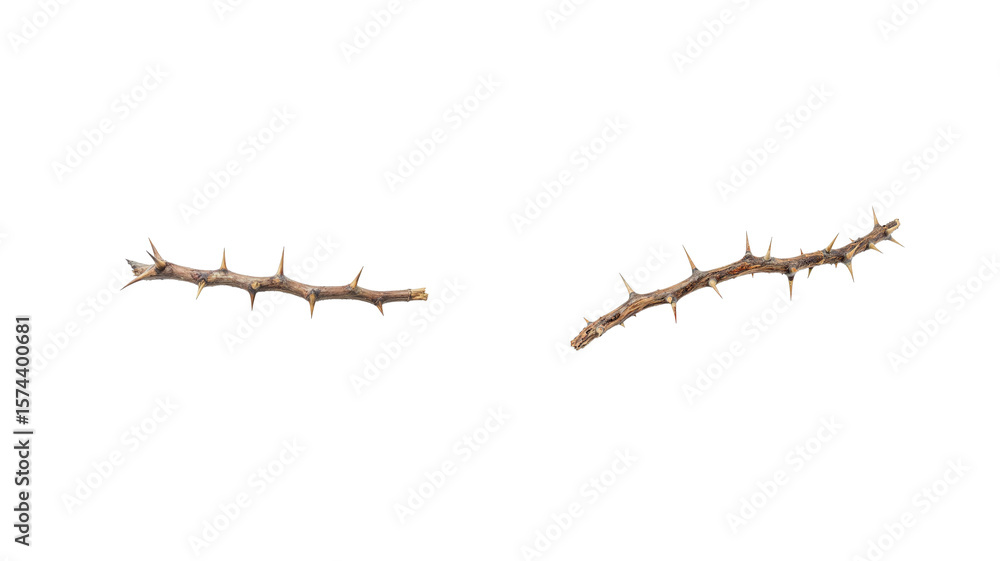 Fototapeta premium thorn twig png