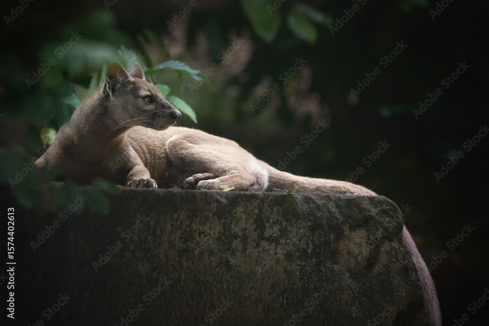 Naklejka premium Fossa (Cryptoprocta ferox) resting on a stone ledge in Madagascar’s dense forest habitat. Ideal for: wildlife conservation, rare species study, and Madagascar biodiversity education.