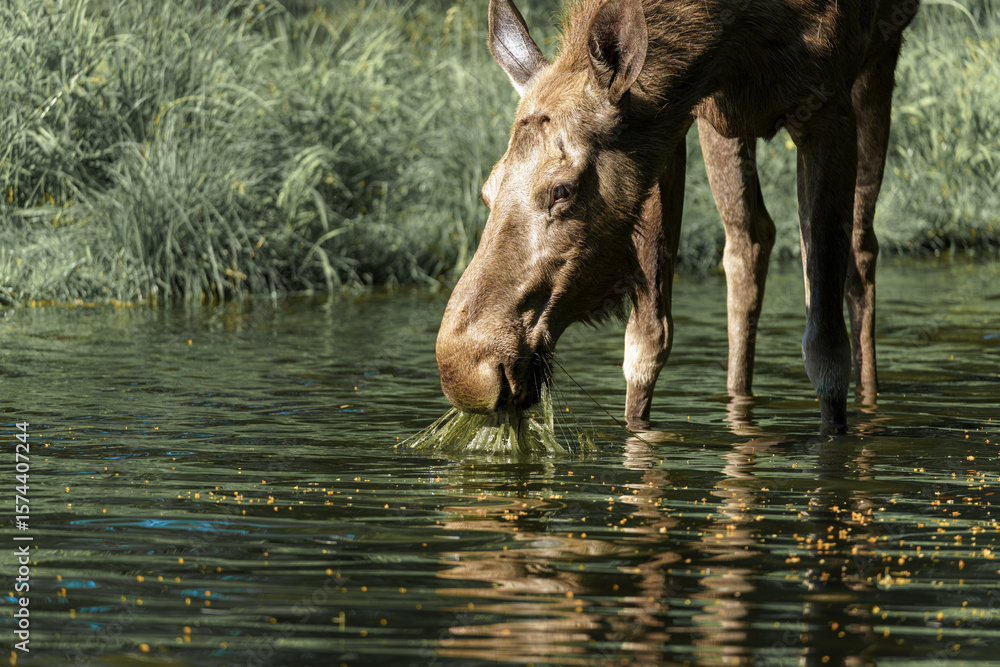 Fototapeta premium Moose grazing in a serene lake surrounded by lush vegetation during a sunny afternoon