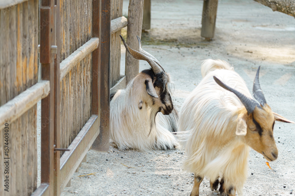 Fototapeta premium Goats exploring a petting zoo area during a sunny afternoon in a rural setting