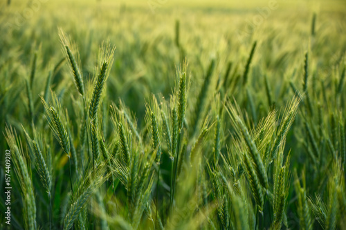 Fototapeta Lush green wheat field under natural daylight