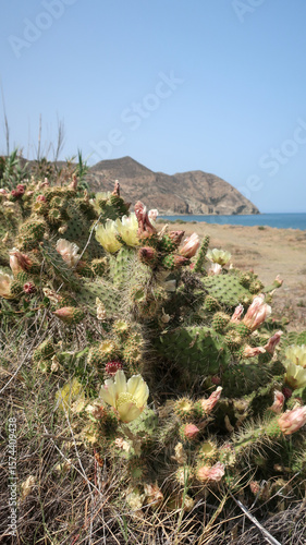 Cactus en Cabo de Gata