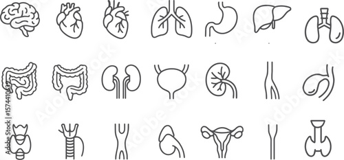 Human anatomy internal organ icons brain heart