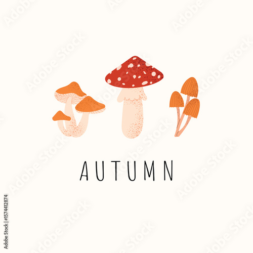 Cute autumn mushrooms illustration. Fly agaric and forest mushrooms in minimalist style. Warm fall botanical card with woodland elements. Vector design on white background.