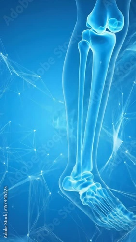 Human leg bones anatomy illustration