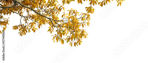 autumn leaves isolated on white background
