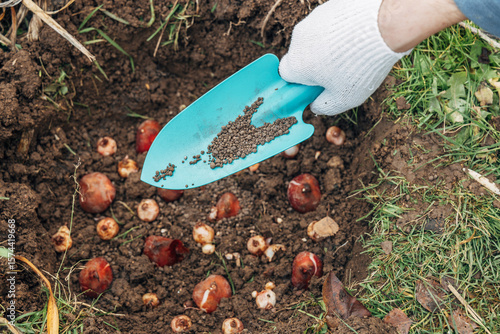 top dressing with granular fertilizer for spring bulbous plants when planting