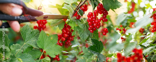 Tableau sur toile Hands harvesting red currants in the garden