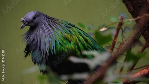 Close view of a Nicobar pigeon standing on a shady tree and looking around