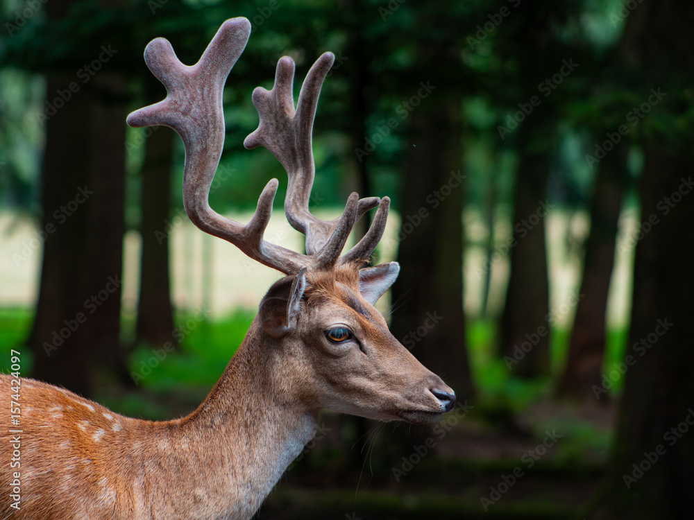 Fototapeta premium deer in the forest