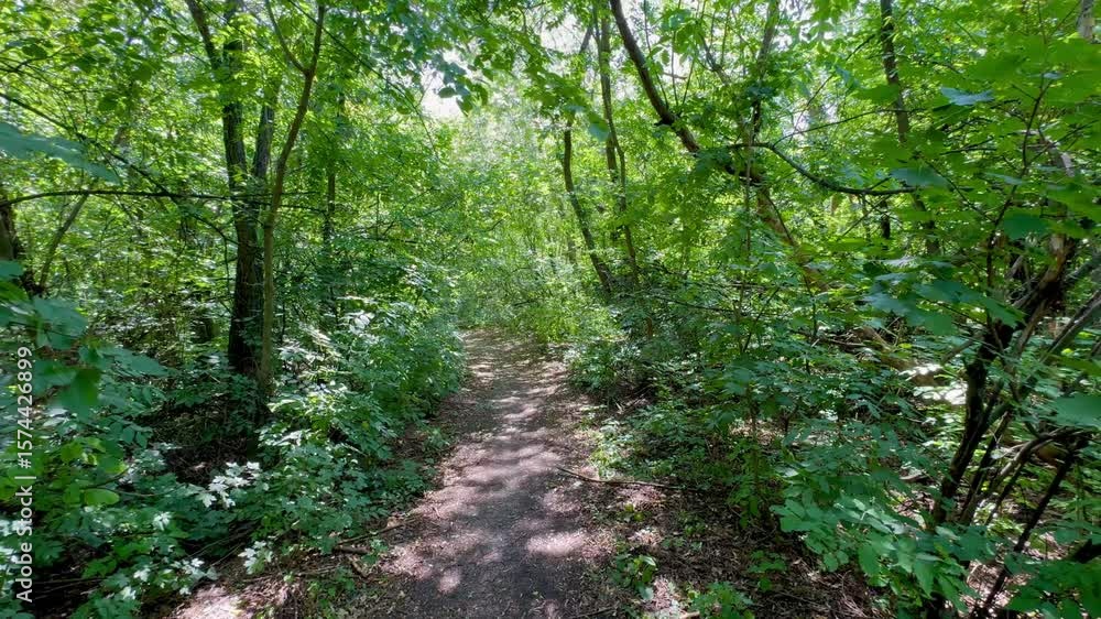 In the green forest in summer In the green forest in summer