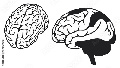 Understanding Brain Anatomy and Functional Areas of the Human Brain