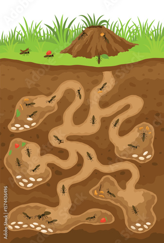 An anthill. Ants in burrows and passages underground with queen uterus, larvae, make stocks, a slice of the earth of the anthill. Vector drawn illustration.