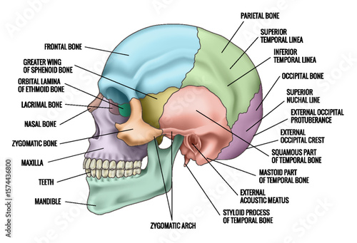 Human skull bones anatomy. Cranial colored parts structure. Outline sutures. Zygomatic, nasal, maxilla, temporal lacrimal mandible frontal parietal occipital. Brain protection. Vector illustration