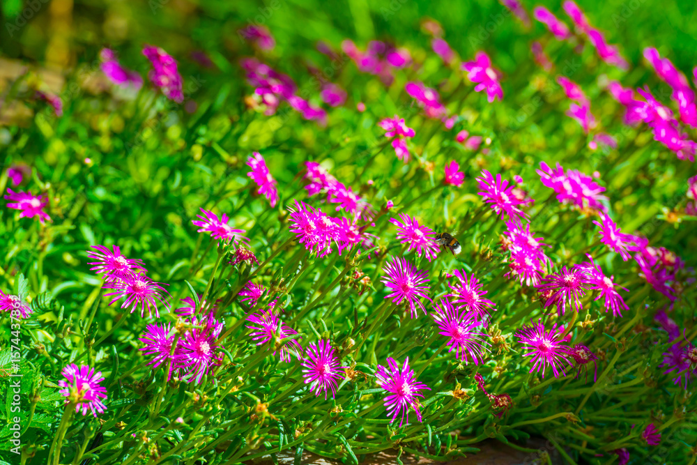 Fototapeta premium Bumblebee flying over flowers in a colorful garden in bright sunlight in summer, Almere, Flevoland, The Netherlands, July 9, 2025