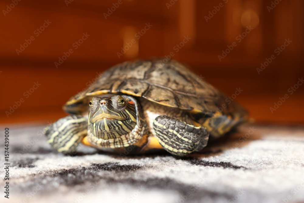 Obraz premium People care for and play with a pet red-eared turtle.