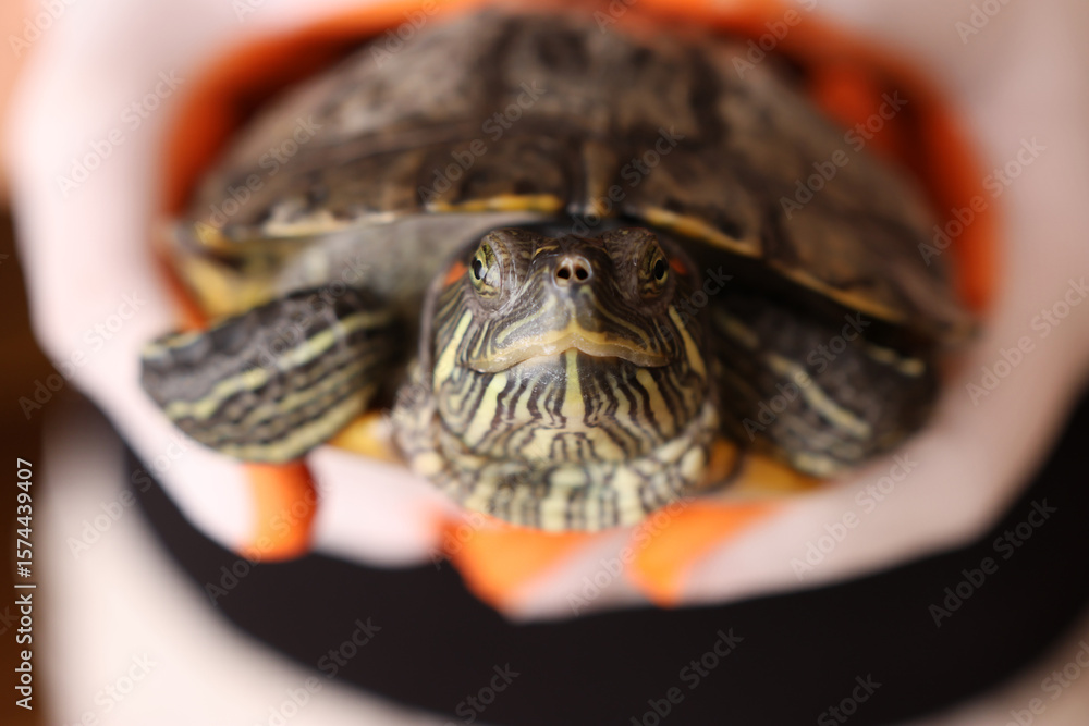 Obraz premium People care for and play with a pet red-eared turtle.