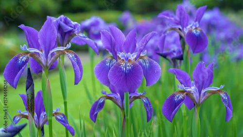 Purple iris flowers blooming in a green garden setting, in natural light.