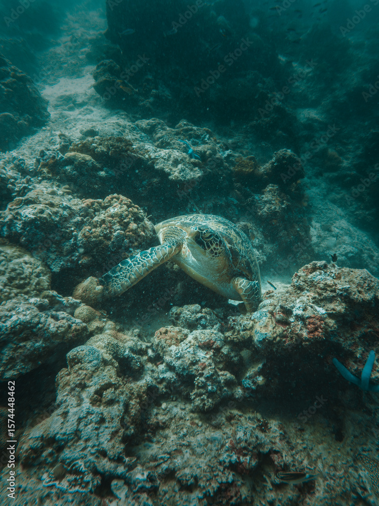 Fototapeta premium Beautiful sea turtle resting over coral reefs under the sea in Philippines