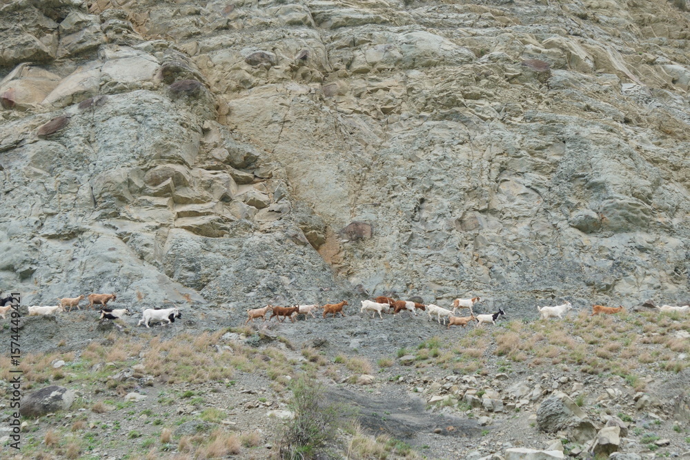 Fototapeta premium Mountain goats are walking on the mountain.