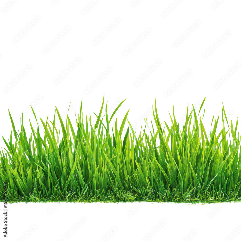 Fresh green grass blades with water droplets isolated on transparent background Fresh green grass blades with water droplets isolated on transparent background