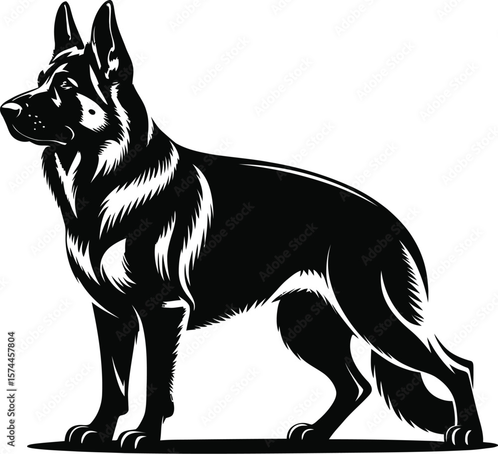 Fototapeta premium German Shepherd standing alert canine black and white