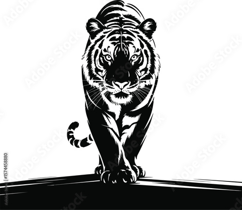 Fierce tiger prowling forward black and white animal