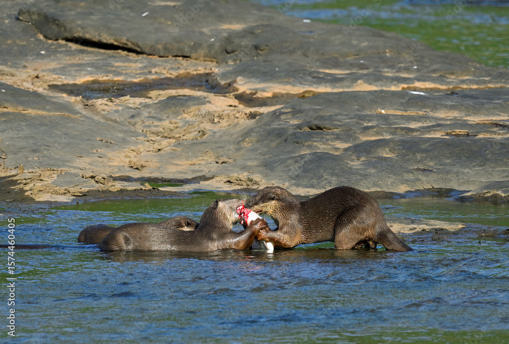 Fototapeta premium Smooth-coated otter is a freshwater otter species from regions of South and Southwest Asia. It has been ranked as 