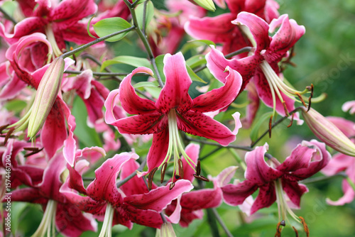 Photos Pink lily flowers in close up