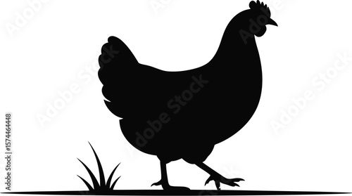 Black chicken walking in grass fowl poultry