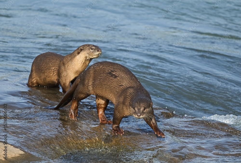 Fototapeta premium Smooth-coated otter is a freshwater otter species from regions of South and Southwest Asia. It has been ranked as 