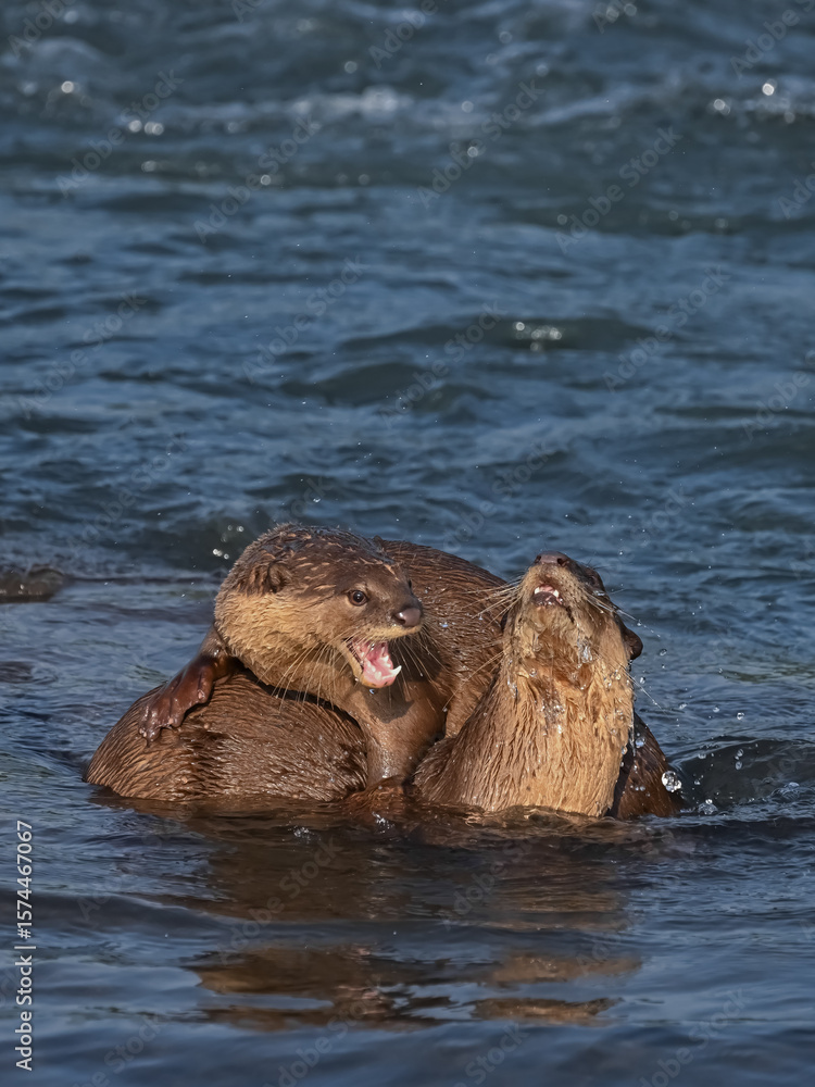 Fototapeta premium Smooth-coated otter is a freshwater otter species from regions of South and Southwest Asia. It has been ranked as 