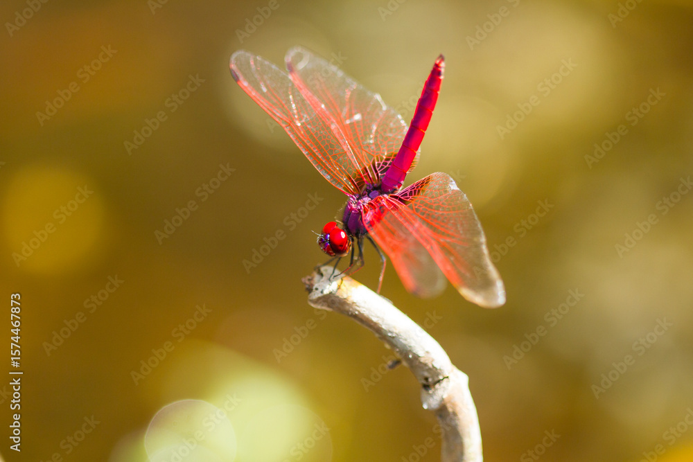 Naklejka premium red dragonfly on branch