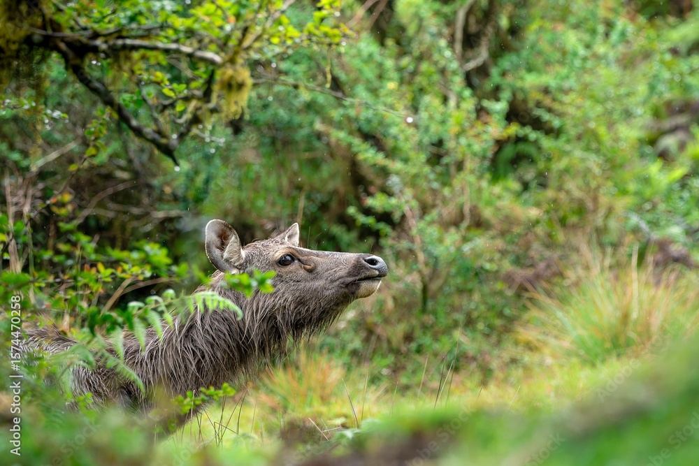 Obraz premium Deer in Lush Greenery