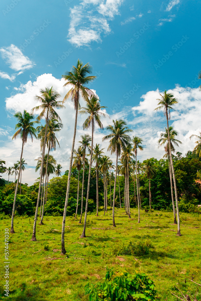 Naklejka premium coconut palm trees in blue skies in summer in Philippines