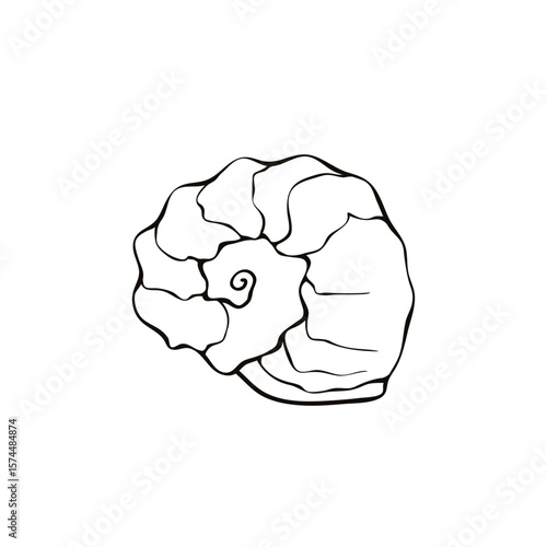 Black outline seashell icon. Clip art, simple illustration of marine shell in doodle style. Aquatic creature in ocean. Suitable for summer design, kids activity or educational materials