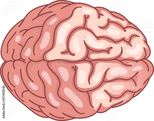 A top-down illustration of a human brain, representing the core of intelligence, cognition, and mental performance. It symbolizes neuroscience and optimal brain function.