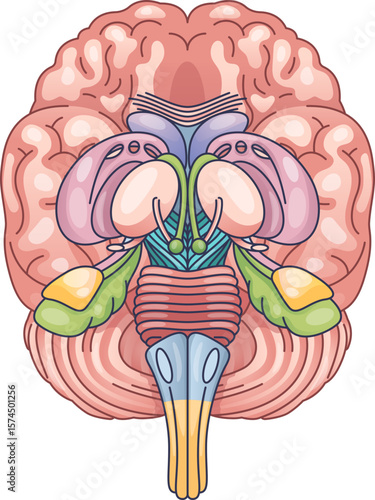 Anatomical illustration of the human brain, focusing on the brainstem, cerebellum, and thalamus. Represents the brain's complex network, ideal for neuroscience content on BrainstemHub.