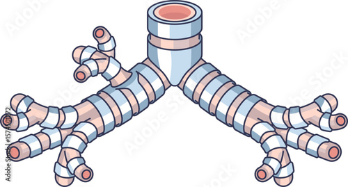 Anatomical illustration of the bronchial tree, showing the trachea branching into bronchi and bronchioles. Represents the respiratory system's airways for breathing.