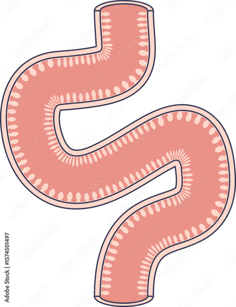 Obraz premium A simplified illustration of the small intestine, highlighting the villi on its inner surface. This structure is essential for maximizing nutrient absorption in the digestive system.