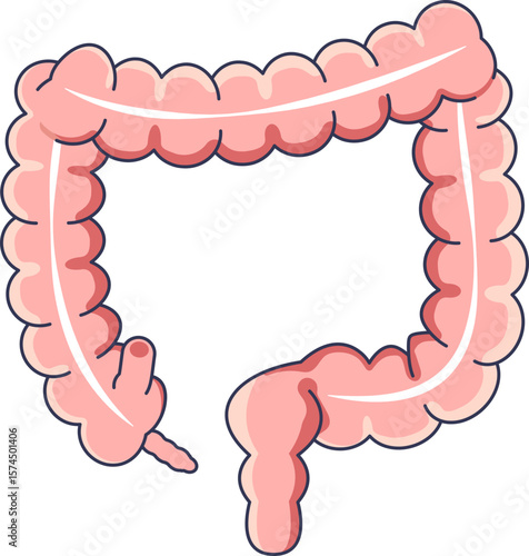 A simplified illustration of the human large intestine, including the colon and appendix. Represents the digestive system, gut health, and human anatomy.