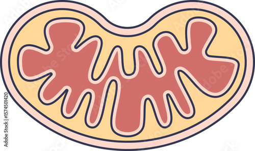 A simplified diagram of a mitochondrion, the powerhouse of the cell. Shows the outer membrane, inner membrane with cristae folds, and matrix. Represents cellular respiration and energy production.