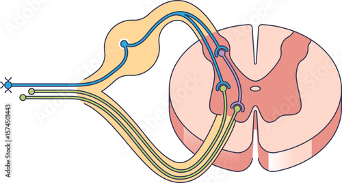 A diagram of a motor relay pathway, specifically a reflex arc. Shows a sensory neuron, interneuron, and motor neurons synapsing within the spinal cord.