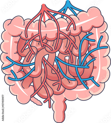 An illustration of the intestines with a network of arteries and veins. This represents the nutrient transport network, where absorbed nutrients enter the bloodstream for distribution.